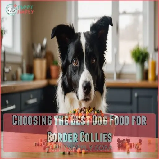 Choosing The Best Dog Food for Border Collies