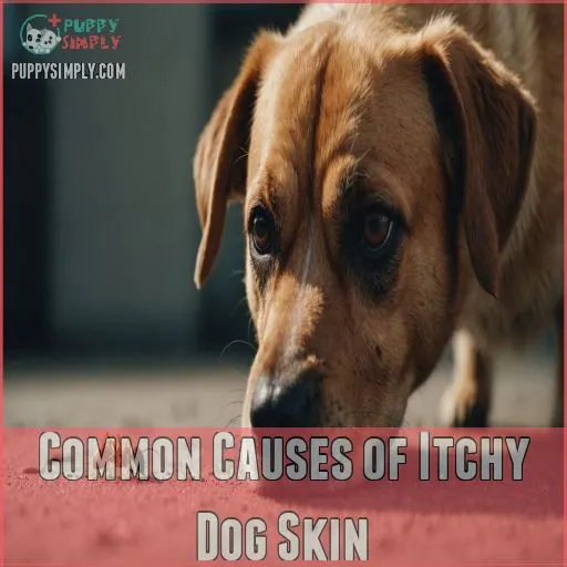 Common Causes of Itchy Dog Skin