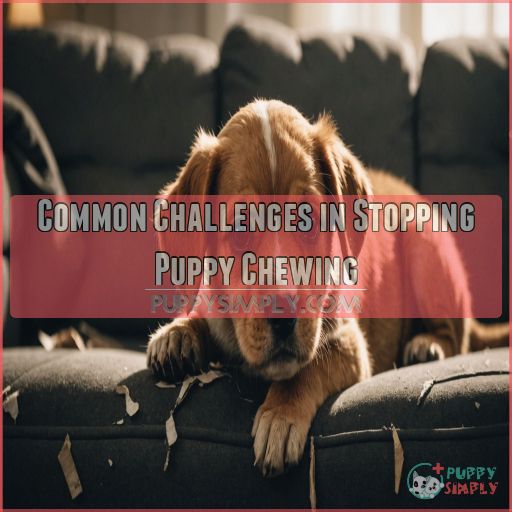 Common Challenges in Stopping Puppy Chewing