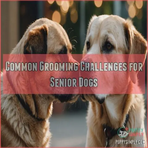 Common Grooming Challenges for Senior Dogs