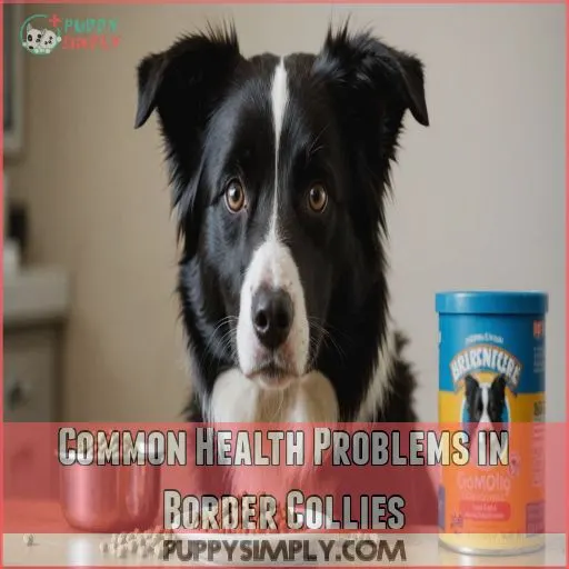 Common Health Problems in Border Collies