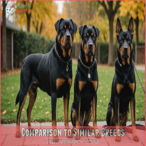 Comparison to Similar Breeds