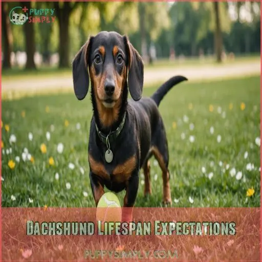 Dachshund Lifespan Expectations