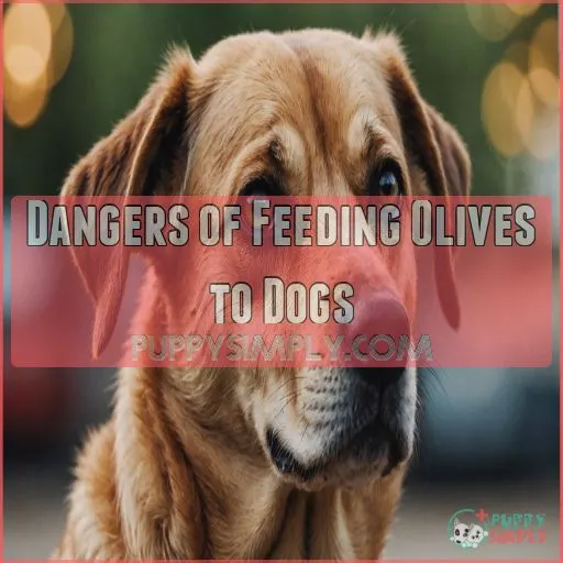 Dangers of Feeding Olives to Dogs