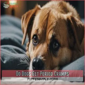 Do Dogs Get Period Cramps