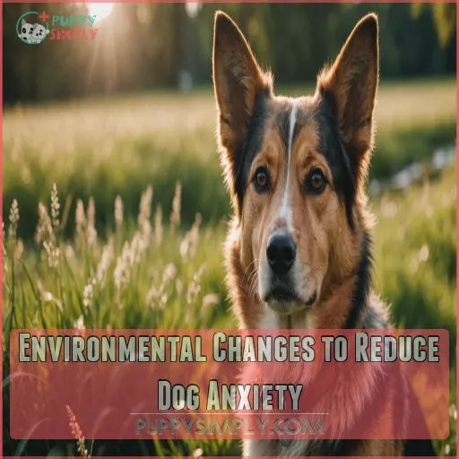 Environmental Changes to Reduce Dog Anxiety