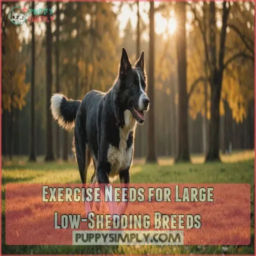 Exercise Needs for Large Low-Shedding Breeds