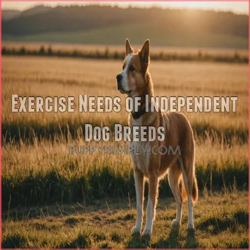 Exercise Needs of Independent Dog Breeds