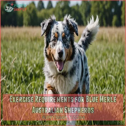 Exercise Requirements for Blue Merle Australian Shepherds