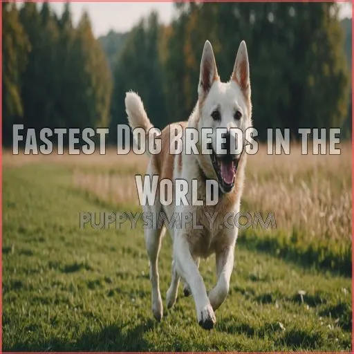 Fastest Dog Breeds in The World