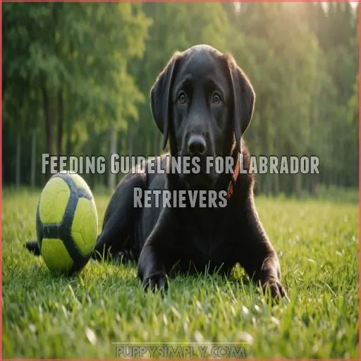 Feeding Guidelines for Labrador Retrievers