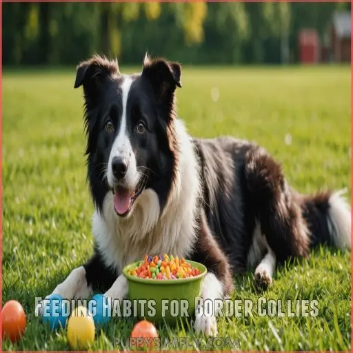 Feeding Habits for Border Collies