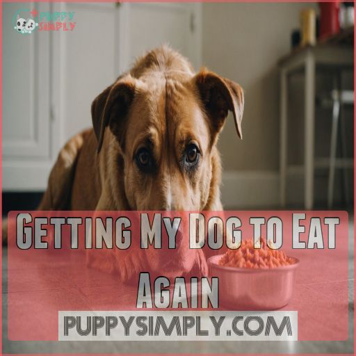 Getting My Dog to Eat Again