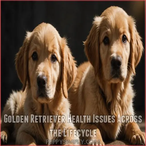 Golden Retriever Health Issues Across the Lifecycle