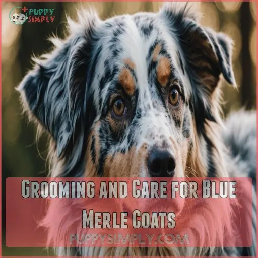 Grooming and Care for Blue Merle Coats