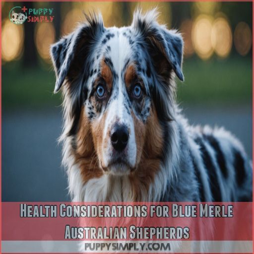 Health Considerations for Blue Merle Australian Shepherds