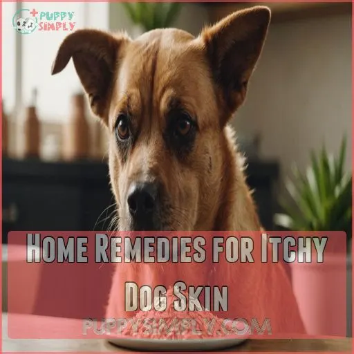 Home Remedies for Itchy Dog Skin