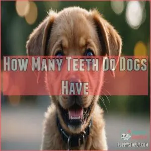 How Many Teeth Do Dogs Have