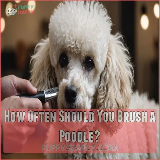 How Often Should You Brush a Poodle