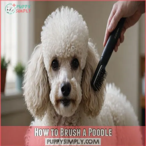 How to Brush a Poodle