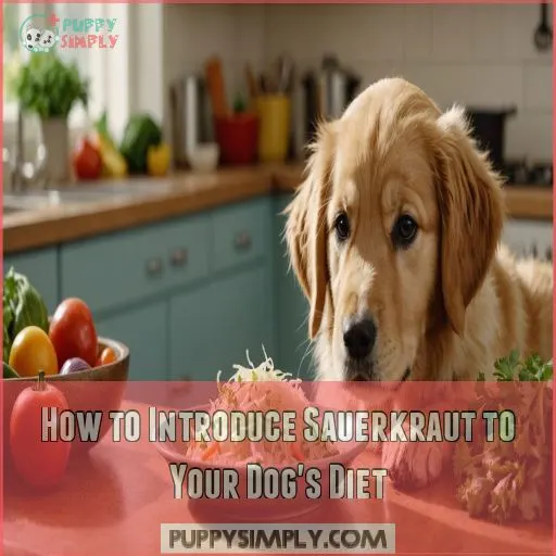 How to Introduce Sauerkraut to Your Dog