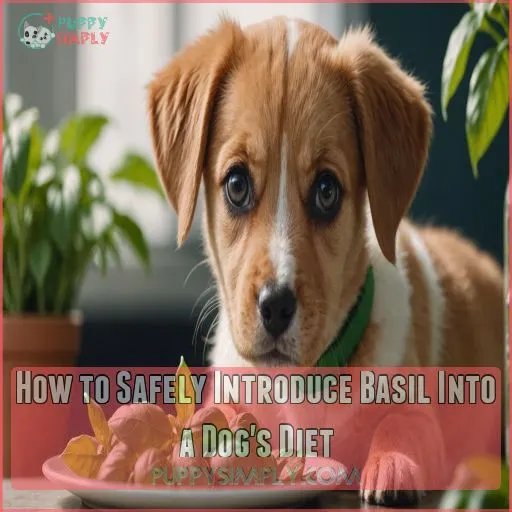 How to Safely Introduce Basil Into a Dog