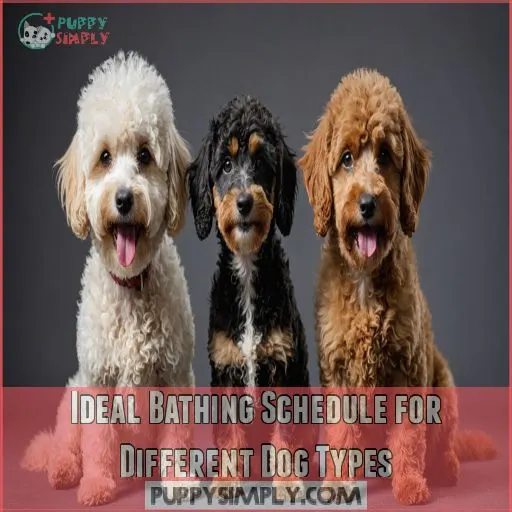 Ideal Bathing Schedule for Different Dog Types