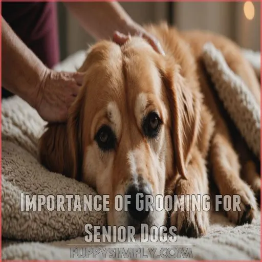 Importance of Grooming for Senior Dogs