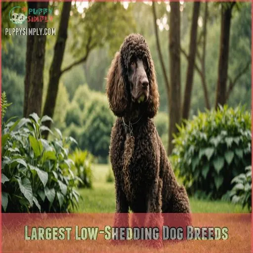 Largest Low-Shedding Dog Breeds