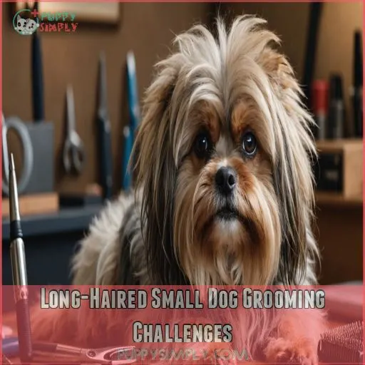 Long-Haired Small Dog Grooming Challenges