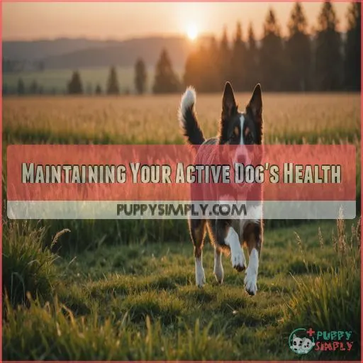 Maintaining Your Active Dog