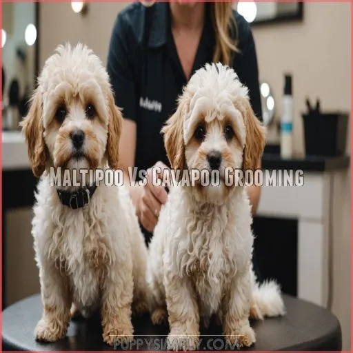 Maltipoo Vs Cavapoo Grooming