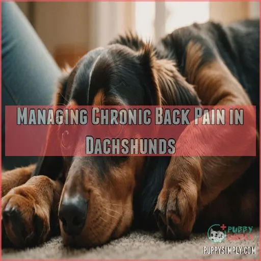 Managing Chronic Back Pain in Dachshunds