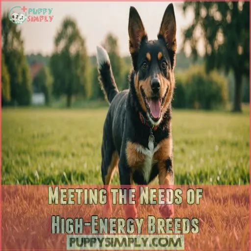 Meeting the Needs of High-Energy Breeds