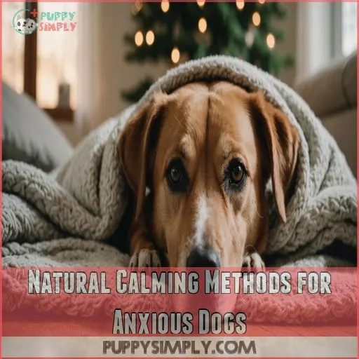 Natural Calming Methods for Anxious Dogs