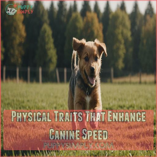 Physical Traits That Enhance Canine Speed