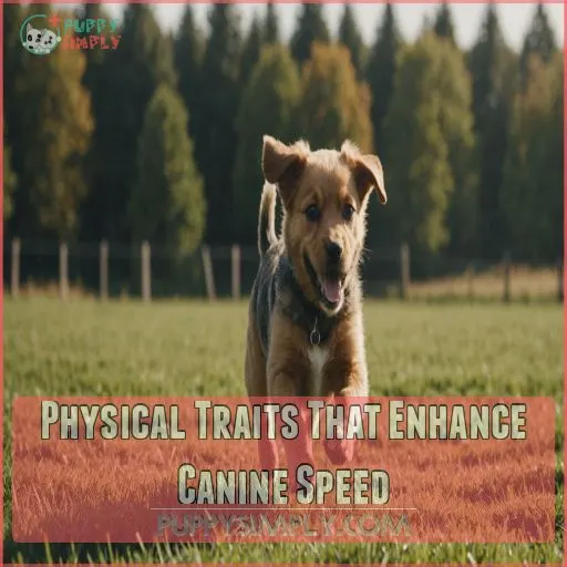 Physical Traits That Enhance Canine Speed