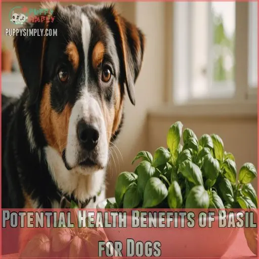 Potential Health Benefits of Basil for Dogs