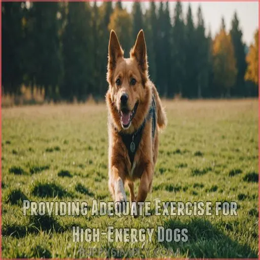 Providing Adequate Exercise for High-Energy Dogs