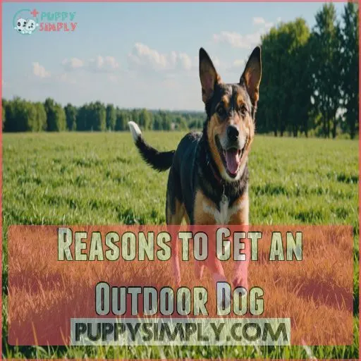 Reasons to Get an Outdoor Dog