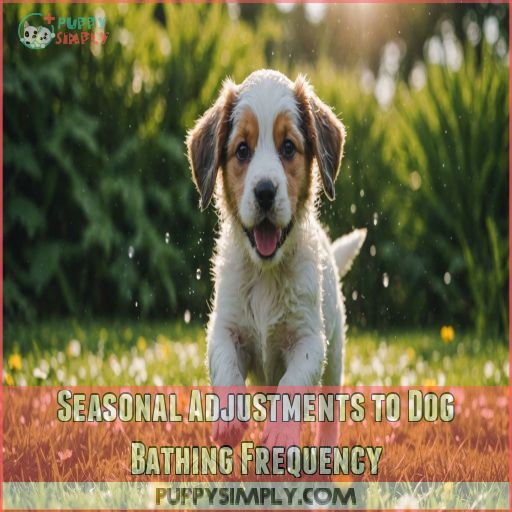 Seasonal Adjustments to Dog Bathing Frequency