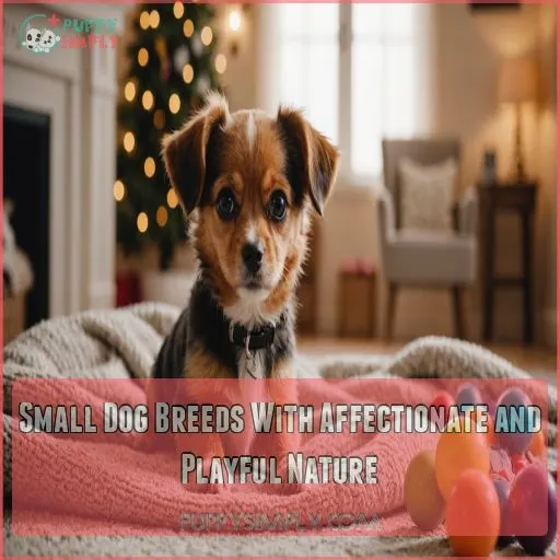 Small Dog Breeds With Affectionate and Playful Nature