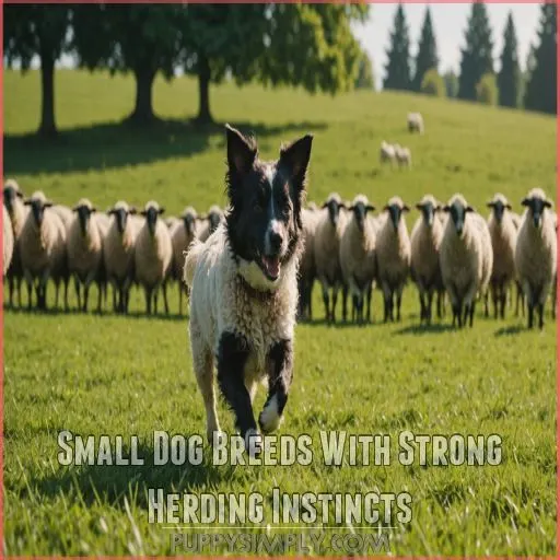 Small Dog Breeds With Strong Herding Instincts