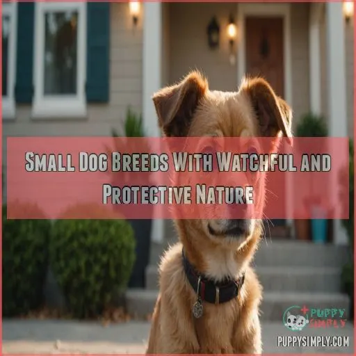 Small Dog Breeds With Watchful and Protective Nature