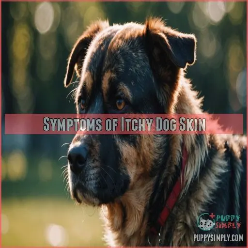 Symptoms of Itchy Dog Skin