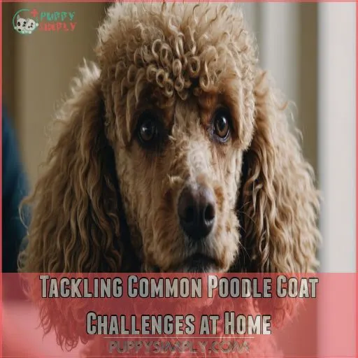 Tackling Common Poodle Coat Challenges at Home