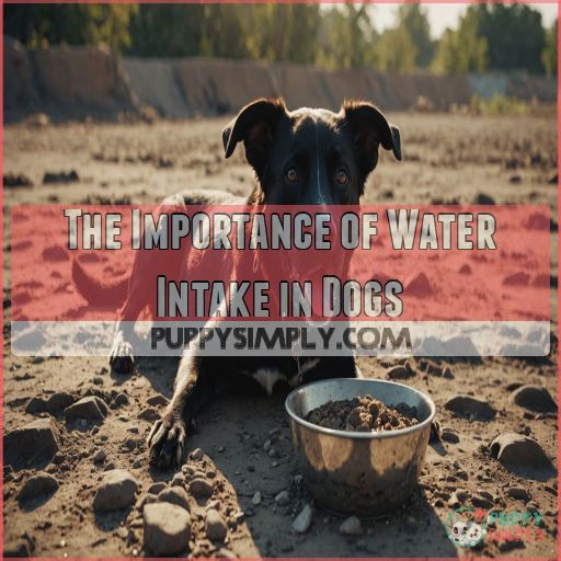 The Importance of Water Intake in Dogs