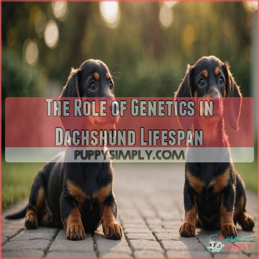 The Role of Genetics in Dachshund Lifespan