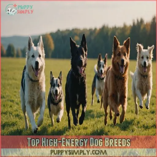 Top High-Energy Dog Breeds