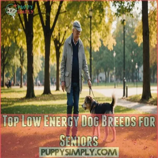 Top Low Energy Dog Breeds for Seniors